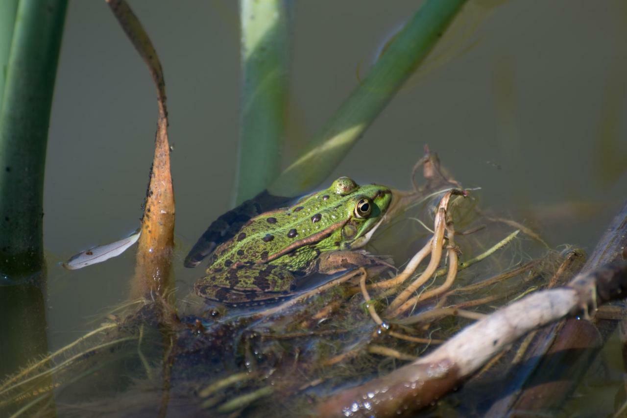 Gite Des Peupliers Girondelle Exteriér fotografie